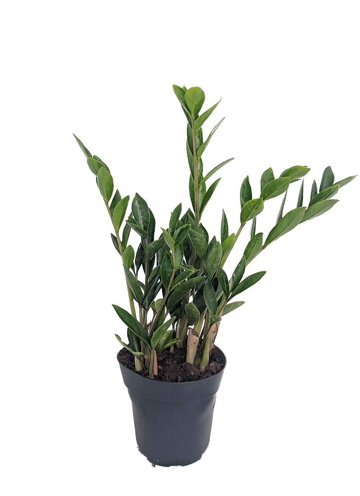 Rare Dwarf ZZ Plant - Zamioculcas Zamicro - House Plant - 4" Pot