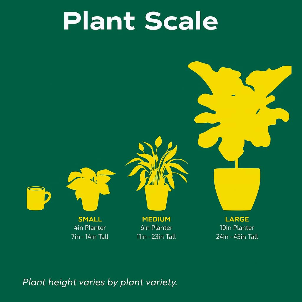 Money Tree 'Guiana Chestnut' Pachira Braid | Live Plant for Indoor & Outdoor | for Living Room, Office, Bathroom | (4" Pot)