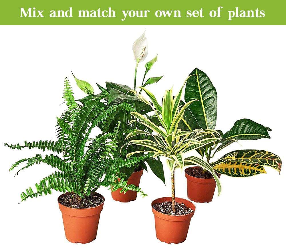 Nettle 'Baby's Tear' Live Plant for Indoor | Different Houseplants in 4'' & 6'' Pot | Real House Plant for Living Room, Office, Desk & Bathroom | Baby tear's