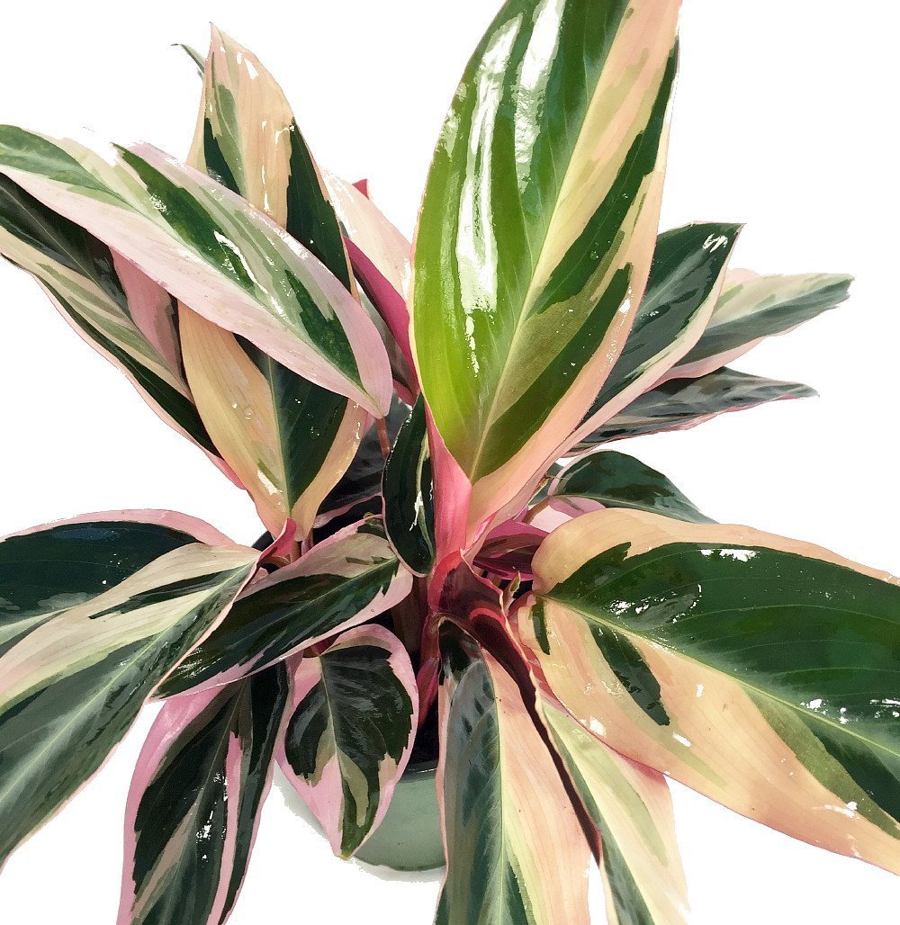 Tricolor Prayer Plant - Stromanthe triostar - 4" Pot - Live Plant
