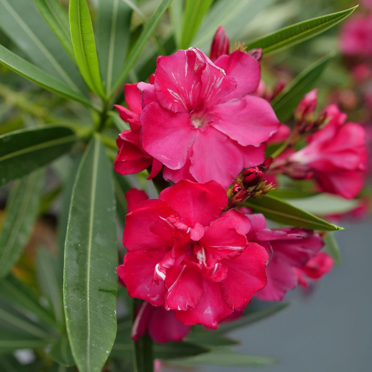 Proven Winners Ol! Bicolor Red Oleander (Nerium Oleander) Live Plant, 4.5" Qt, 4 Pack