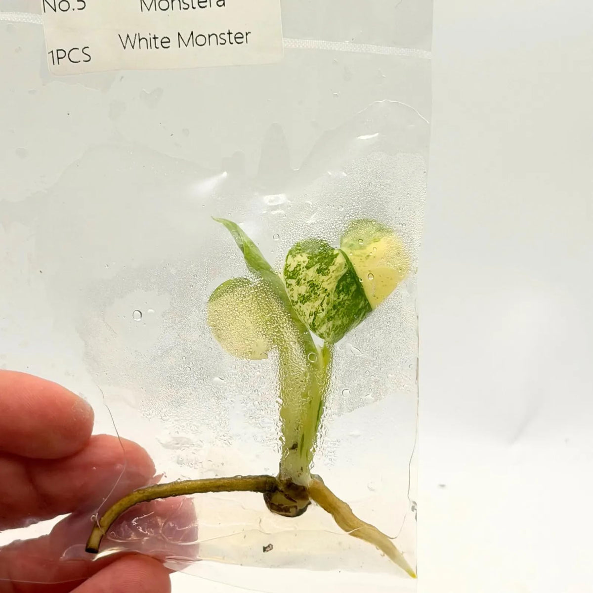 Monstera White Monster Tissue Culture Plant | Monsteras Albo Variegated Plantlet | Indoor Tropical House Plants Gifts | Houseplants (Heat Pack Included)
