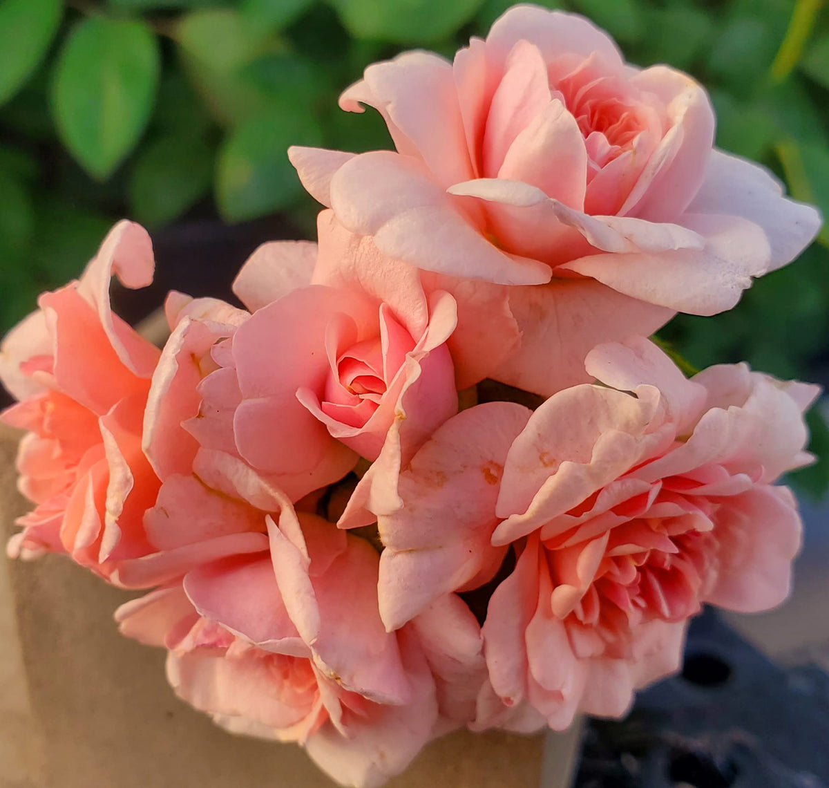 Ma Cherie Roses- Cecille Brunner Climbing Rose Live Plant, 2 Quart Pot, Rose Bushes Ready to Plant, Live Outdoor Plants, Pink Climbing Rose, Plant Gifts, Live Plants Outdoor, Roses Live Plants.