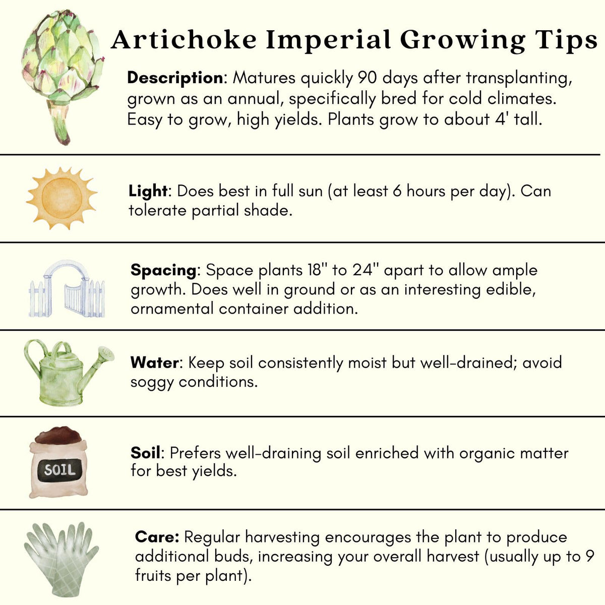Clovers Garden Imperial Artichoke Plants - Two (2) Live Plants – Non-GMO - Not Seeds - Each 4" to 8" Tall – in 4" Inch Pots - Edible Vegetable, Gourmet Favorite