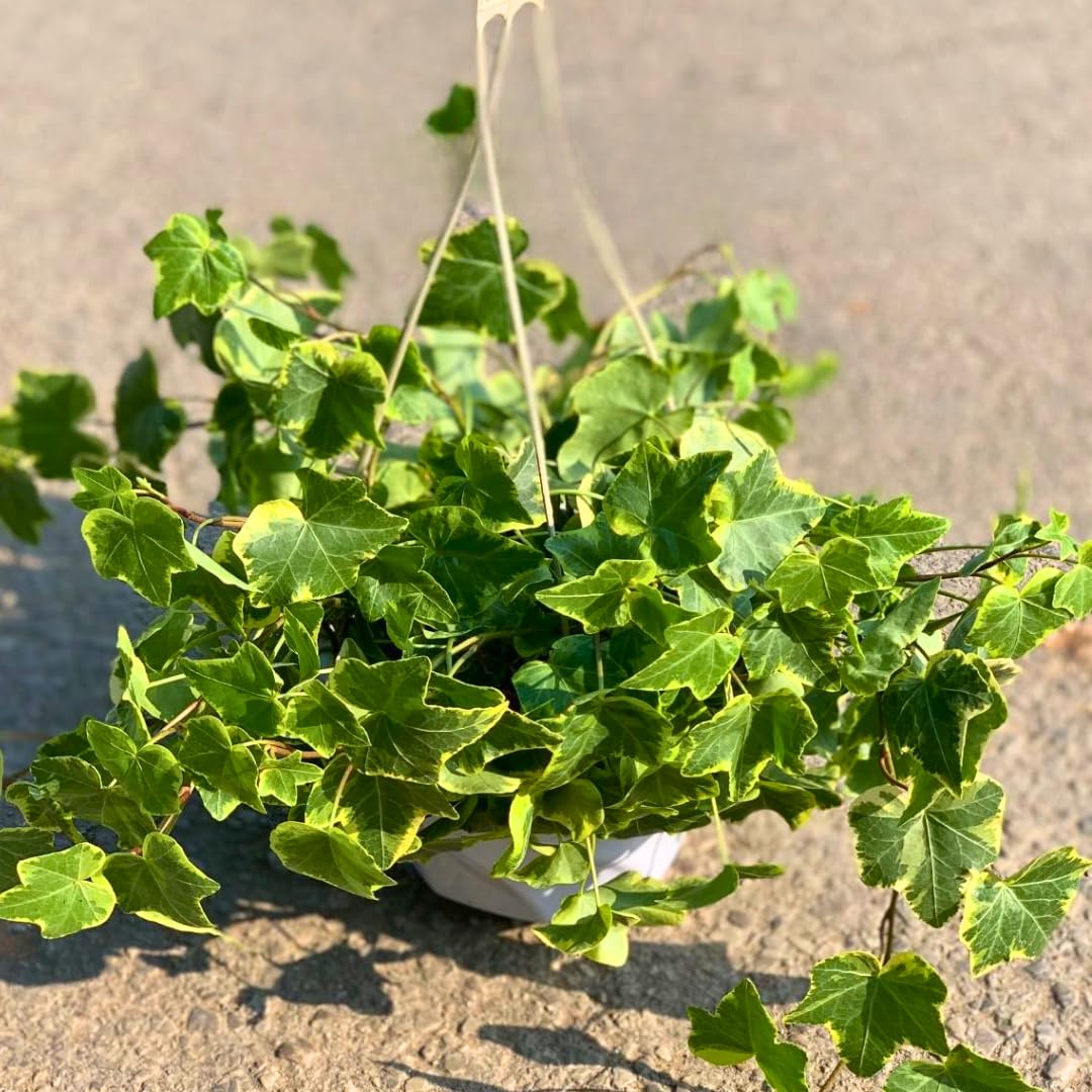 Gold Child Ivy Live Plant in 6 Inch Pot | Real English Ivy Plant | Trailing & Climbing Easy-Care Houseplant | English Ivy Live Plants for Home & Office Décor