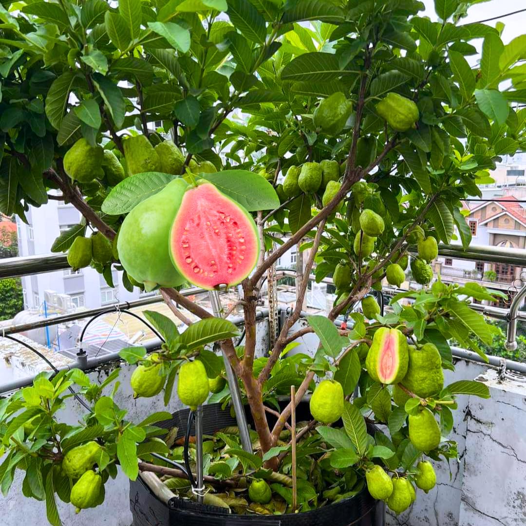 2 Guava Trees Live Plants, Fragrant Pink Guava Trees Hardy, Zones 9-11, Size 5-9 Inc Tall Very Fast-Growing, Tropical, Summer Planting