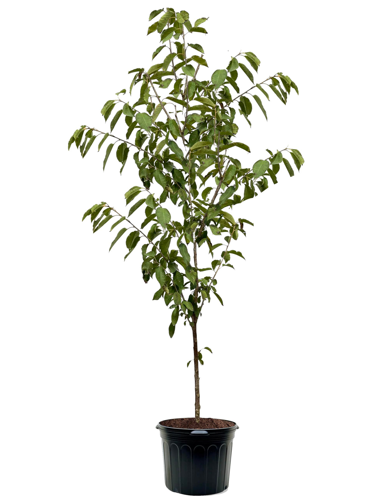 American Plant Exchange Cherry Tree 'Rainier Sweet' – Live Fruit-Bearing Plant, 5-Gallon Pot, Cold Hardy, Sweet Edible Cherries for Outdoor Orchards and Landscapes
