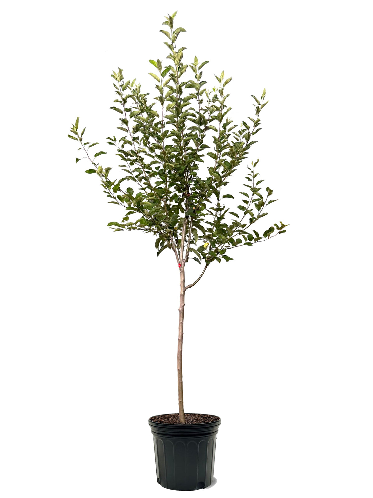 American Plant Exchange Apple Tree 'Arkansas Black' – Live Fruit-Bearing Plant, 7-Gallon Pot, Cold-Hardy, Crisp Deep Red Harvest for Orchards, Backyard Gardens & Edible Landscapes