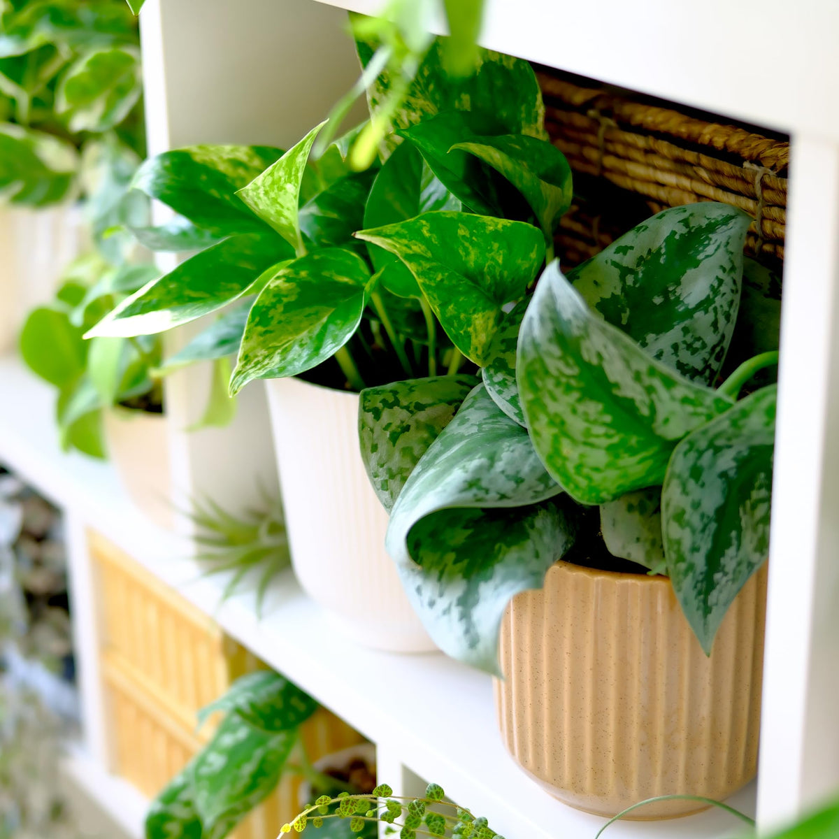 Live Pothos Plants (4PK) Indoor Plants Live Houseplants Mix Pack, Pothos Live Plant Box, Epipremnum Aureum, House Plants Indoors Live Plants, Real Plant Decor, Devils Ivy Vine by Plants for Pets
