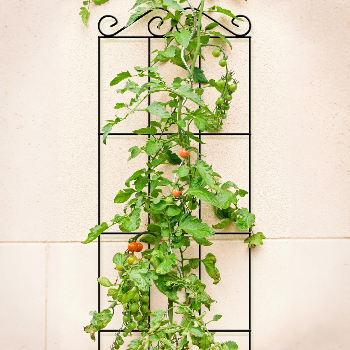 ARIFARO 57.5'' Metal Garden Trellis for Climbing Plants,(Pack of 4) Indoor/Outdoor Sturdy Plant Trellis for Potted Plants,House Plants, Climbing Vines, Black