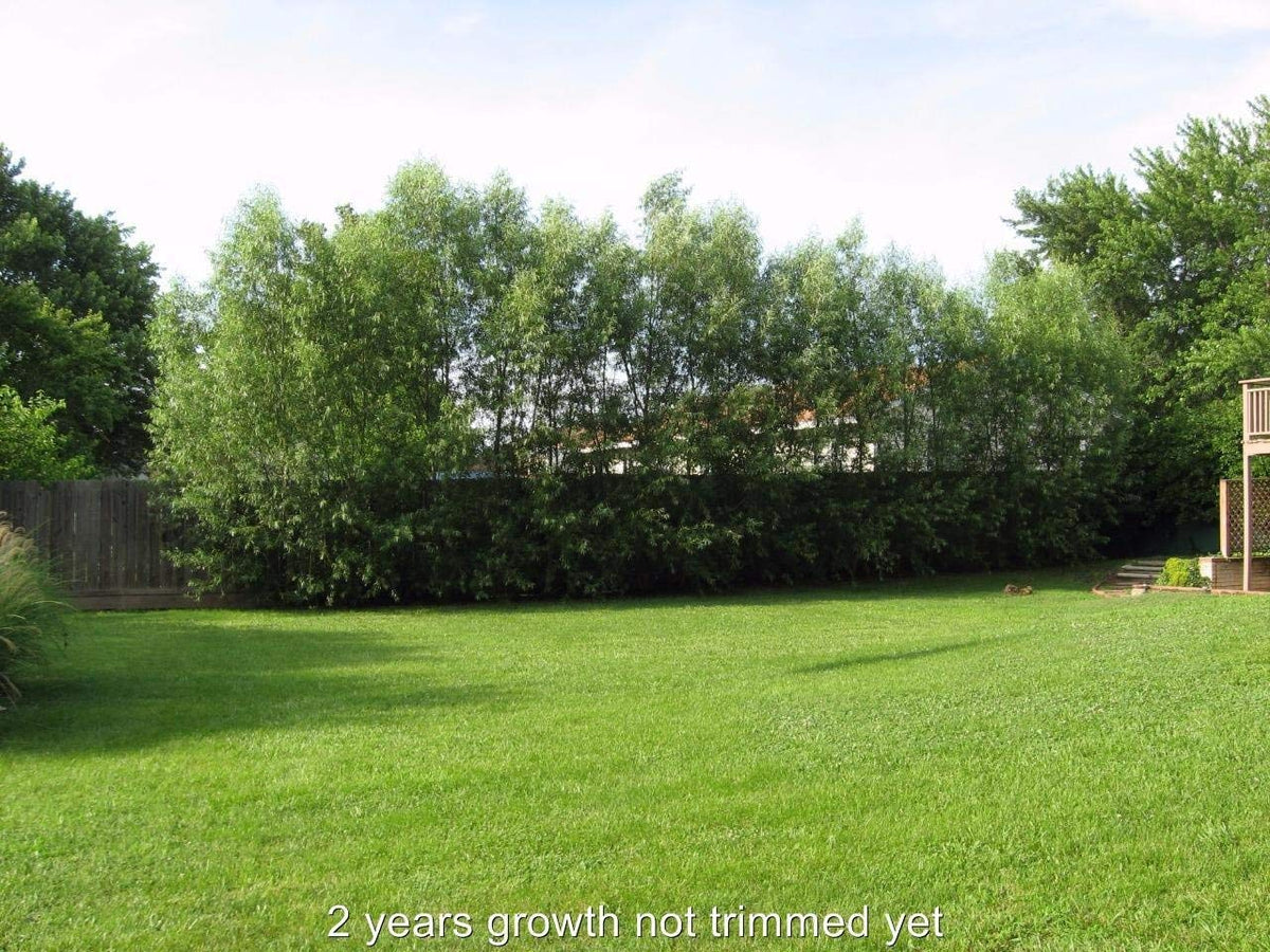 50 Austree Hybrid Willow Trees, Fastest Growing Shade or Privacy Tree - Austree Hybrid Willow Tree - 50 Live Trees