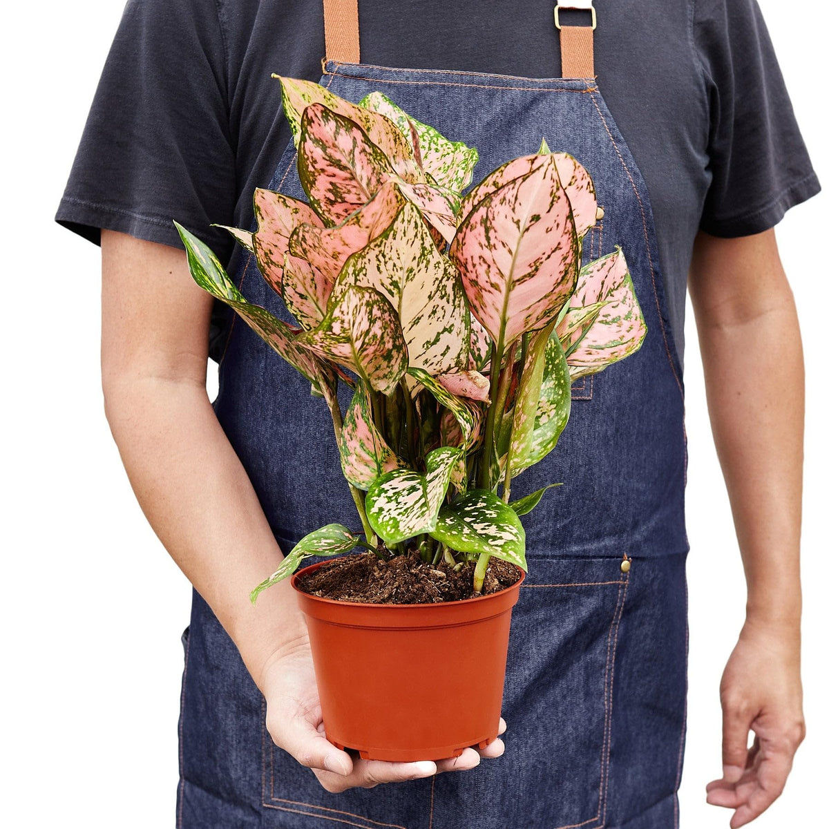 7 Pack Chinese Evergreen 'Lady Valentine' in 2in Pot - Live Plants Tropical Houseplants | Variegated | USA Growers | The Snobby Leaf