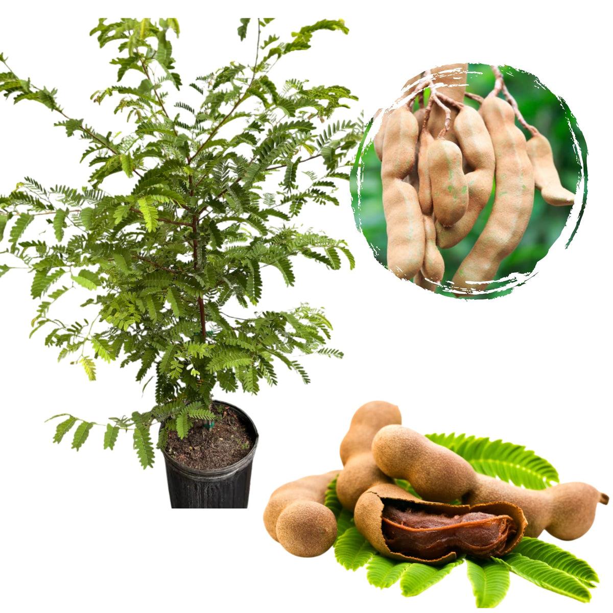 Tamarind Tree Live for Planting, Sweet Tamarind Tree for Garden 3 to 4 Feet in 3 Gallon - Not Ship CA