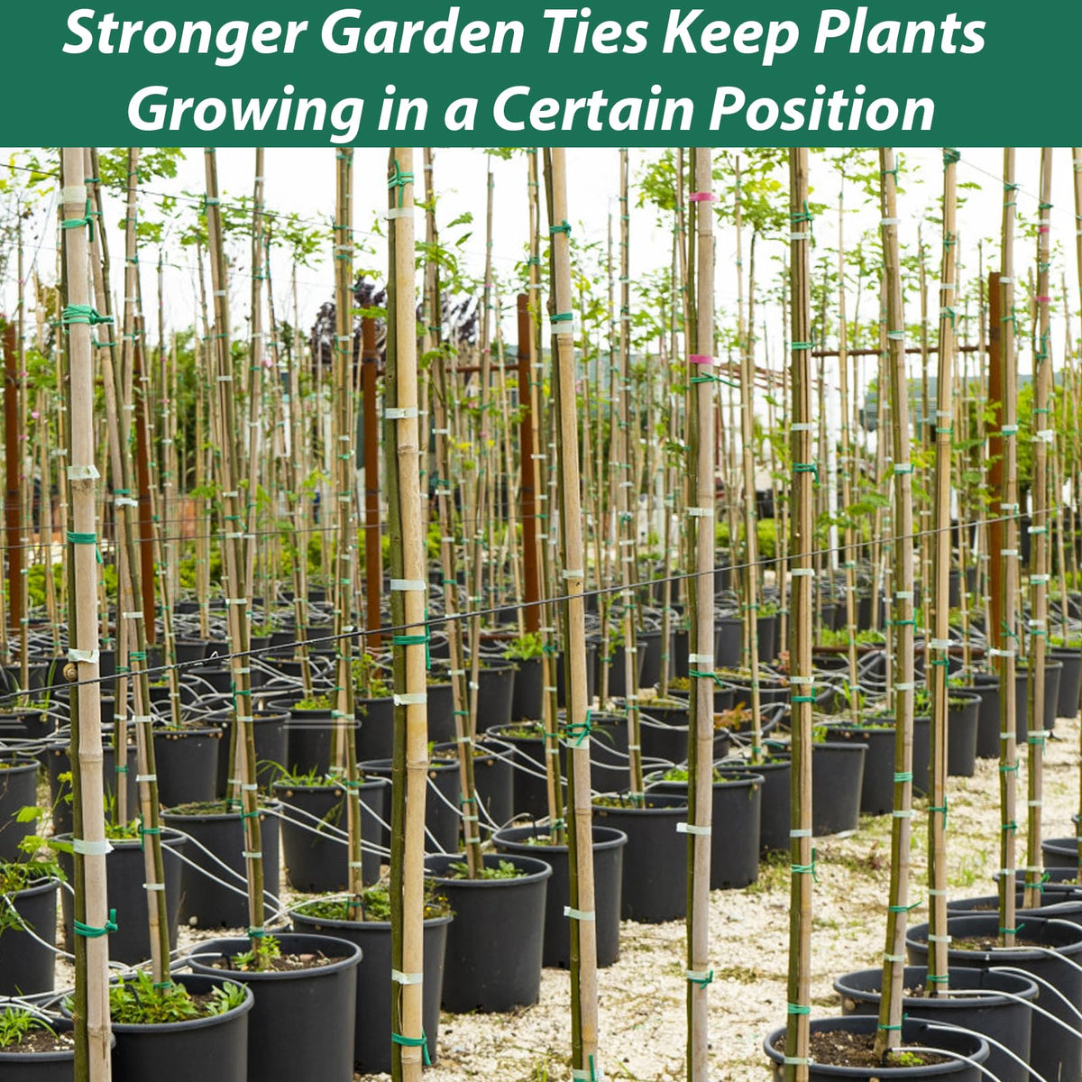 YDSL 100 Feet Soft Tie for Plants, 3 Pack Green Twist Garden Ties Gardening Supplies for Supporting Climbing Plants, Tomatoes, Vegetables, (Diameter - 2.5MM)