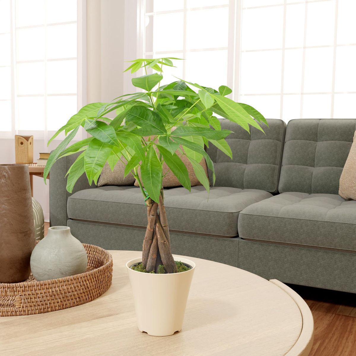 Live Braided Money Tree Pachira Aquatica Indoor Houseplant in Arcadia Garden Product's Branded Plastic Pot, Tropical Plant Collector Gift for Home and Garden Decor, 4-in, Beige