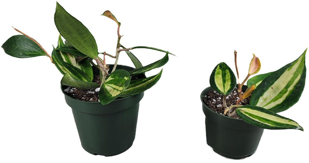 Hoya Pot of Gold - Inner Variegated Hoya Latifolia FKA Macrophylla Inner Variegated - Available in 3.5", 4.5" Pot & 6" Pot - Hoya Plants Live Houseplants (1 Small Plant, 3.5" Pot)