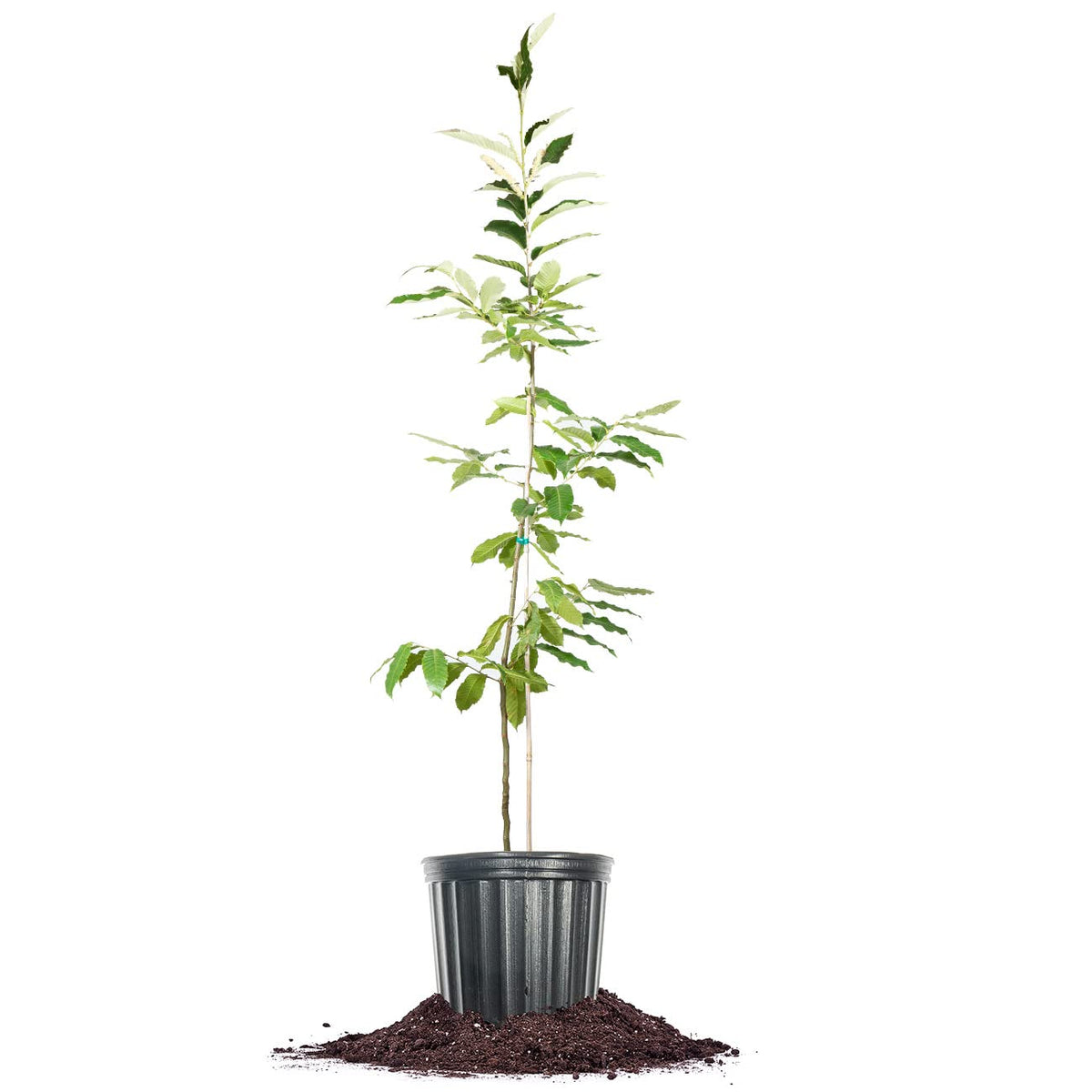 Perfect Plants American Hybrid Chestnut Tree 4-5 Feet | Live Trees for Outdoor Planting | Delicious Chestnut Fruit Nut for Fresh Eating | Tall Tree for Shade & Privacy