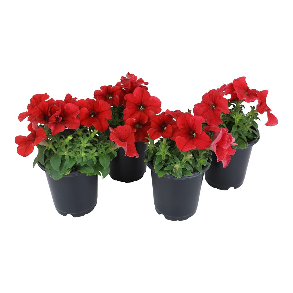 Live Petunia Flowers (4 Pack), Red Flowering Plants for Spring Gardening, Easy Plant Care, Garden Annuals, Red Petunias Multipack, Sun Loving Outdoor Annual