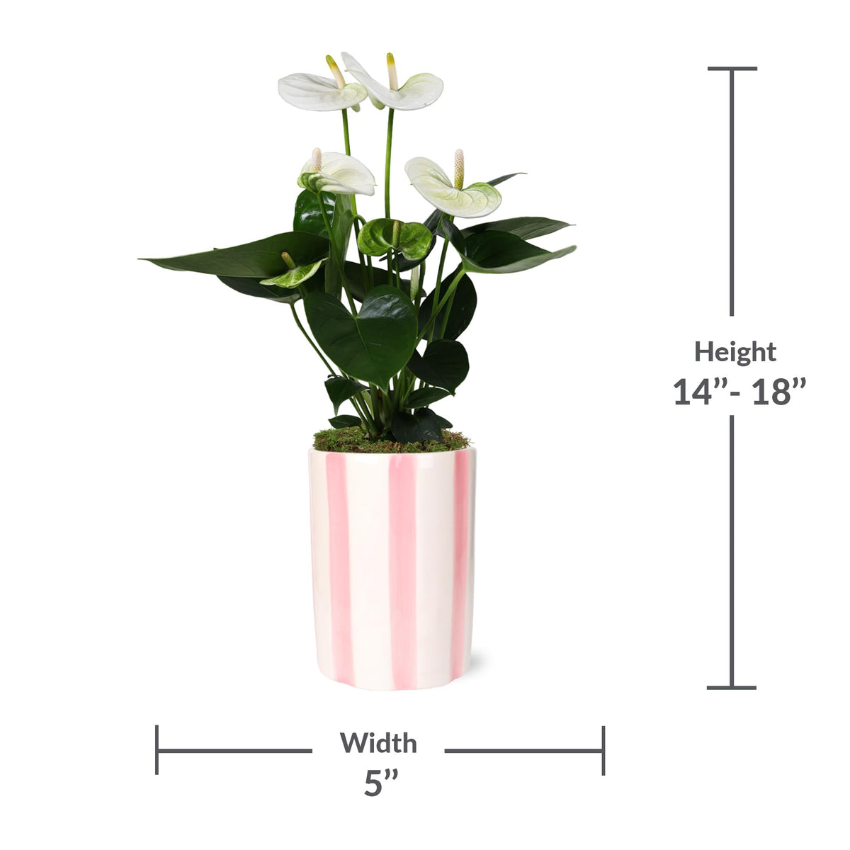 Green Circle Growers 5" White Anthurium in 5" Hollywood-Pink Pot, Live Indoor Plants, House Plant