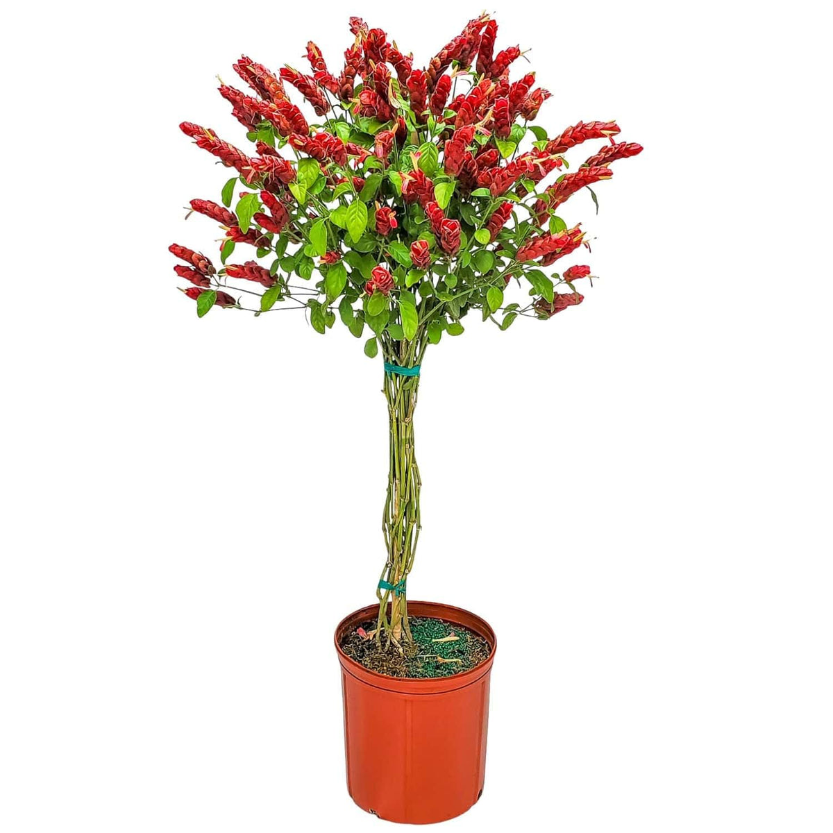 Braided Shrimp Tree - Red Flowers - Overall Height 36" to 42" - Tropical Plants of Florida (Plant Only)