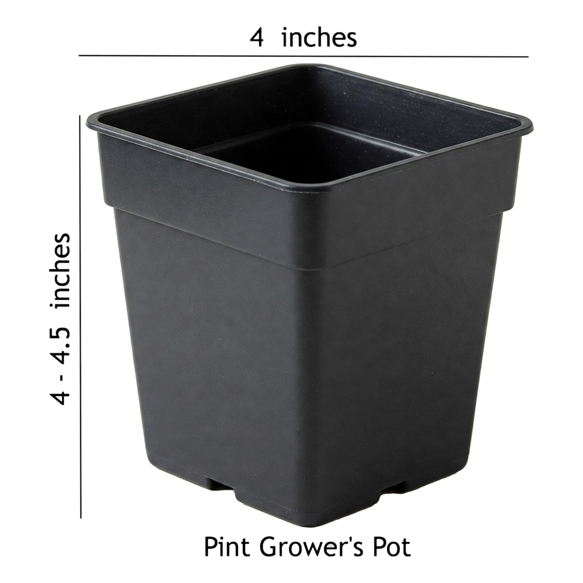 Easy to Grow Gaillardia Arizona Sun - 2 Potted Plants in Quart Grower Pots, Summer to Fall Flowers Full Sun