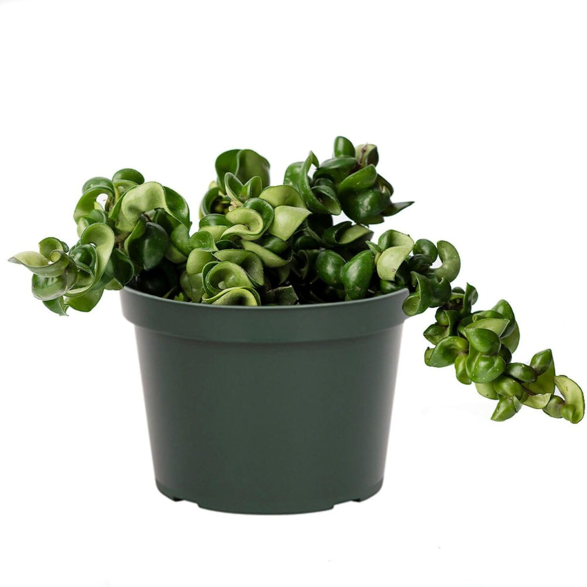 American Plant Exchange Hoya Compacta Hindu Rope, 6-Inch Pot, Live Flowering Wax Plant, Exotic Indoor Houseplant