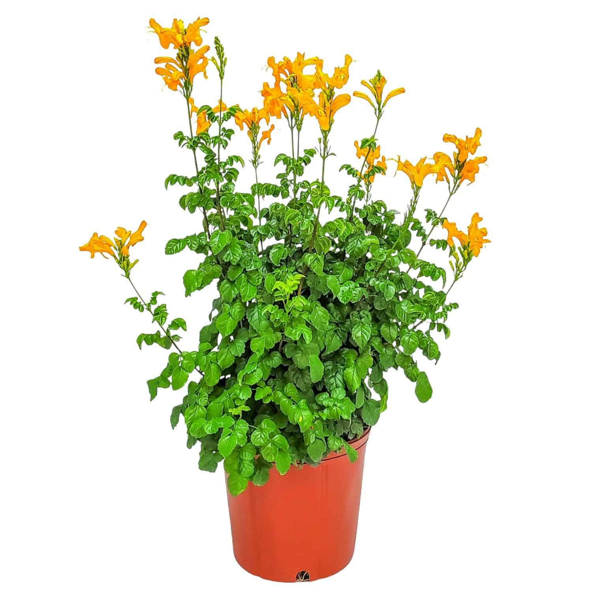 Cape Honeysuckle Bush - Orange - Overall Height 24" to 30" - Tropical Plants of Florida (Plant Only)