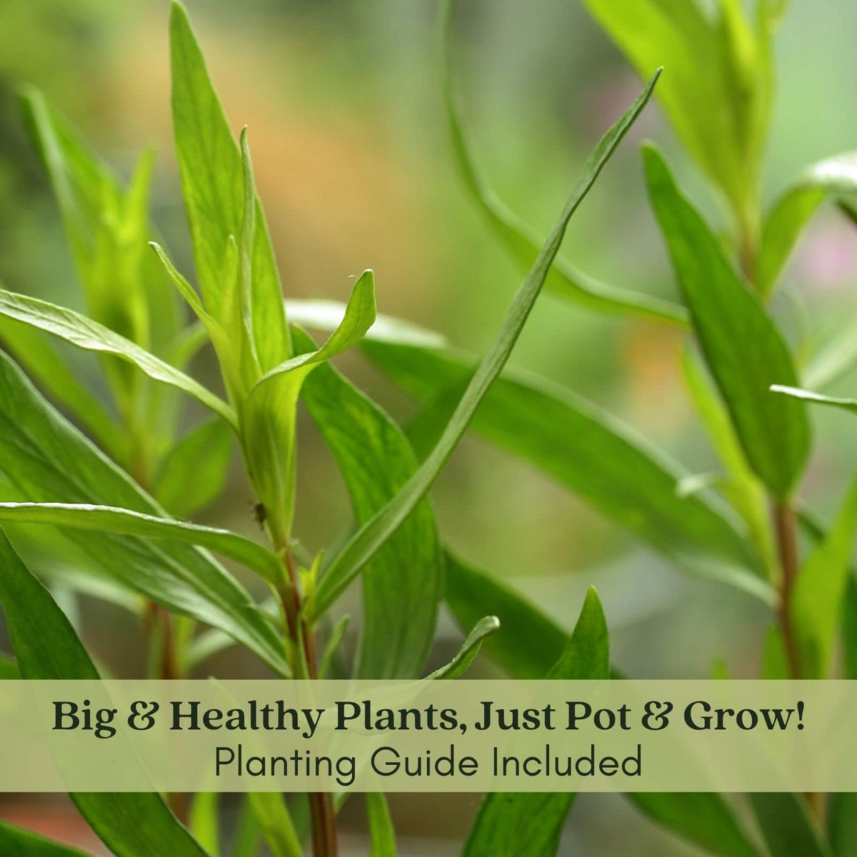 Clovers Garden French Tarragon Herb Plants - Two (2) Live Plants – Non-GMO - Not Seeds - Each 4" to 8" Tall – in 4" Inch Pots - Propagated from Authentic French Plants