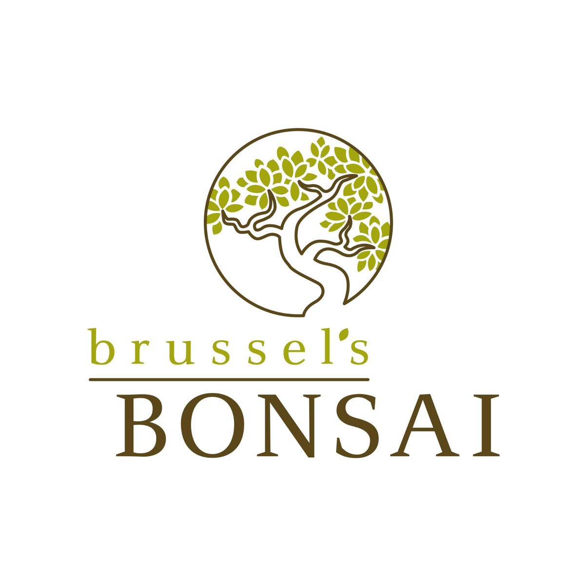 Brussel's Bonsai Live Chinese Sweet Plum Bonsai Tree - 5 Years, 6 to 10 in - Indoor Bonsai in Ceramic Bonsai Pot