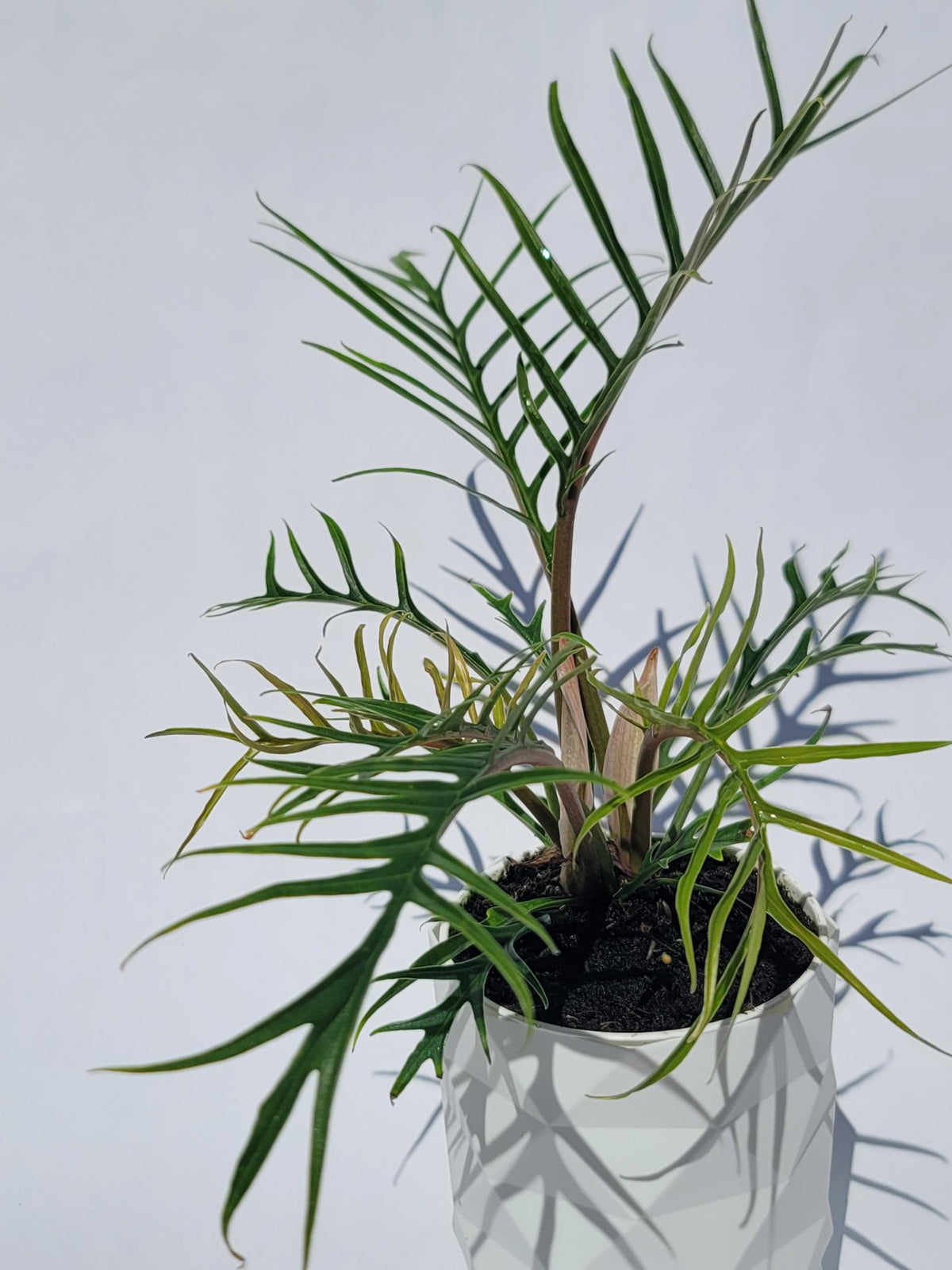 Philodendron Tortum Live Plant | Ships from CA | Available in Modern White Self-Watering Planter | Air Purifying & Pet-Friendly (+ Moden White Self-Watering Planter, Small Plant)
