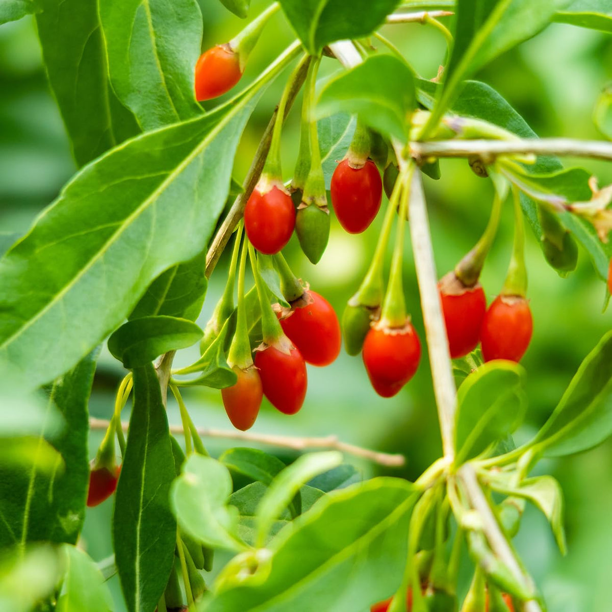 Perfect Plants Goji Berry Bush in 1 Gallon Grower's Pot | Delicious Wolfberry for Outdoor Planting | Fresh Antioxidant Packed Fruits | Fully Mature for Home Gardens
