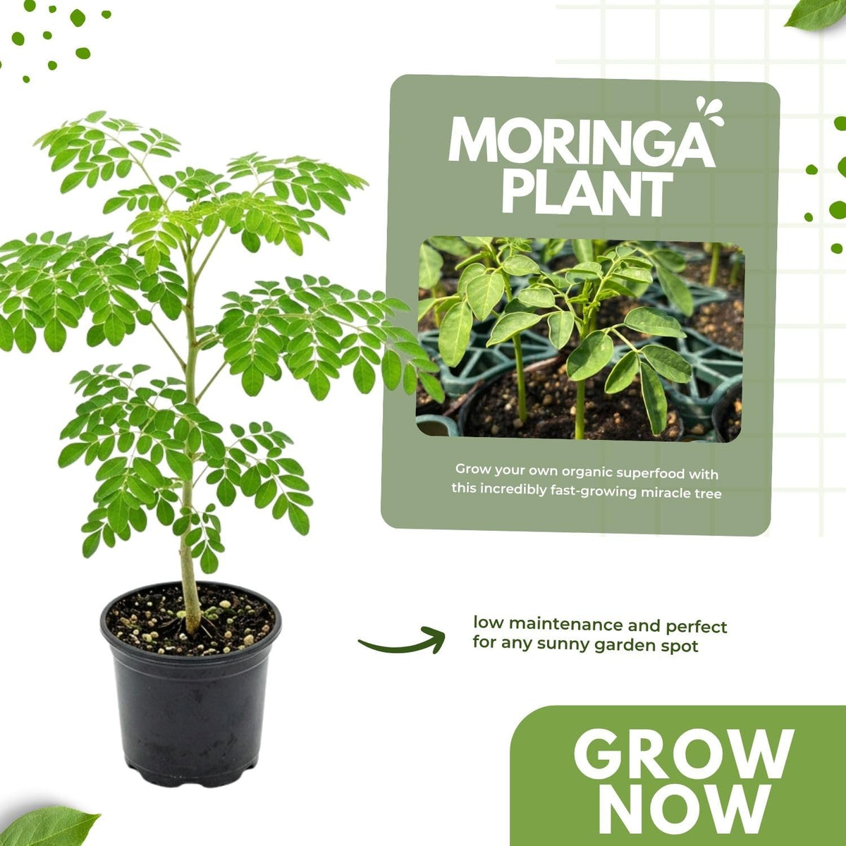 Live Moringa Tree Plant for Planting, 2 Plants Per Pot, Moringa Oleifera Plants 4-8 Inch Tall, Edible Tropical Garden Ready Plant