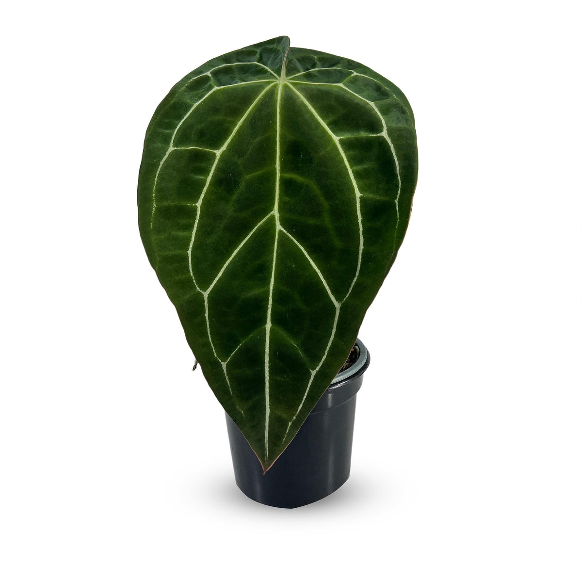 LEAL PLANTS ECUADOR Anthurium Crystallinum| Green Live House Plant for Indoors|Rare and Exotic Indoor Plants for Living Room|Anthuriums Live Plants |Crystallinum House Plant