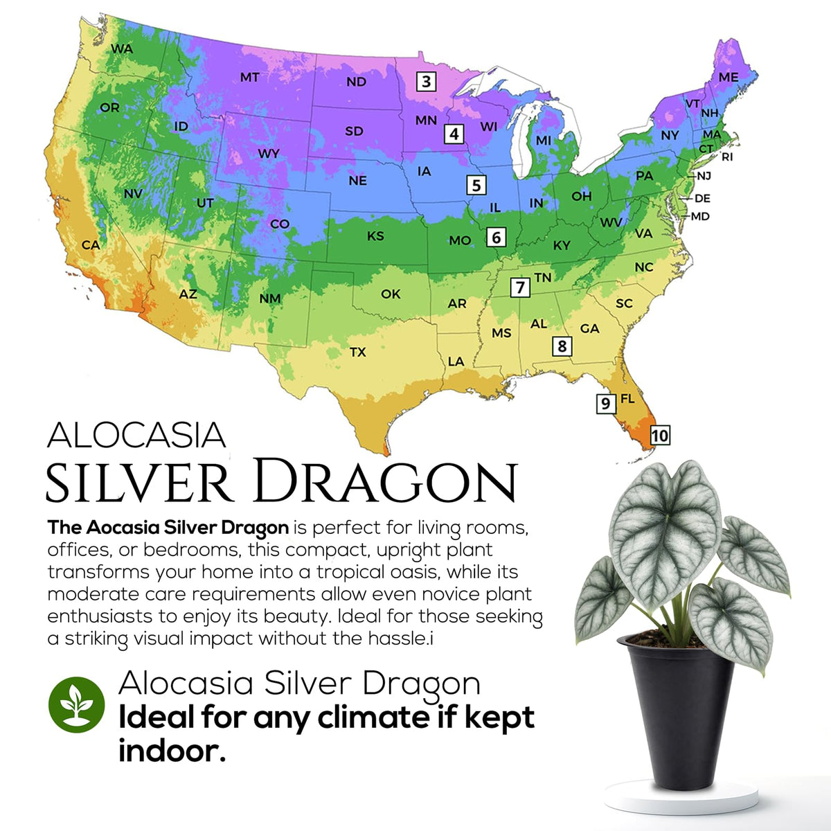 Alocasia Plant Collection (4 Pack) -Cuprea, Mickey Mouse, Silver Dragon, Dragon Scale- Rare Indoor Houseplants, Exotic Elephant Ear Plants Live, Live Starter Plants.
