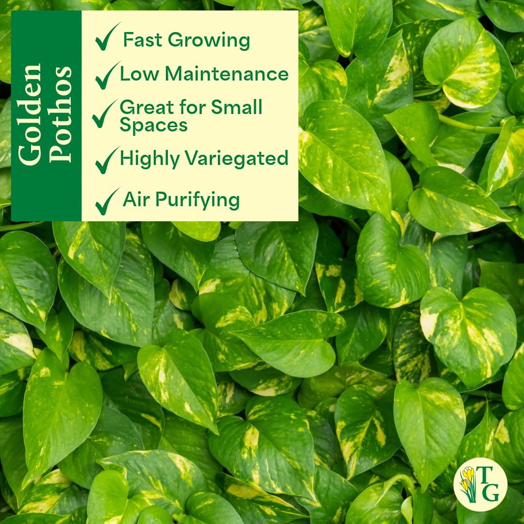 Thorsen's Greenhouse Golden Pothos, Live Indoor Vining Plant, Easy to Grow, Variegated Houseplant, Natural Air Purifier (3 Pack Nursery Pots, 4-inch Pot)