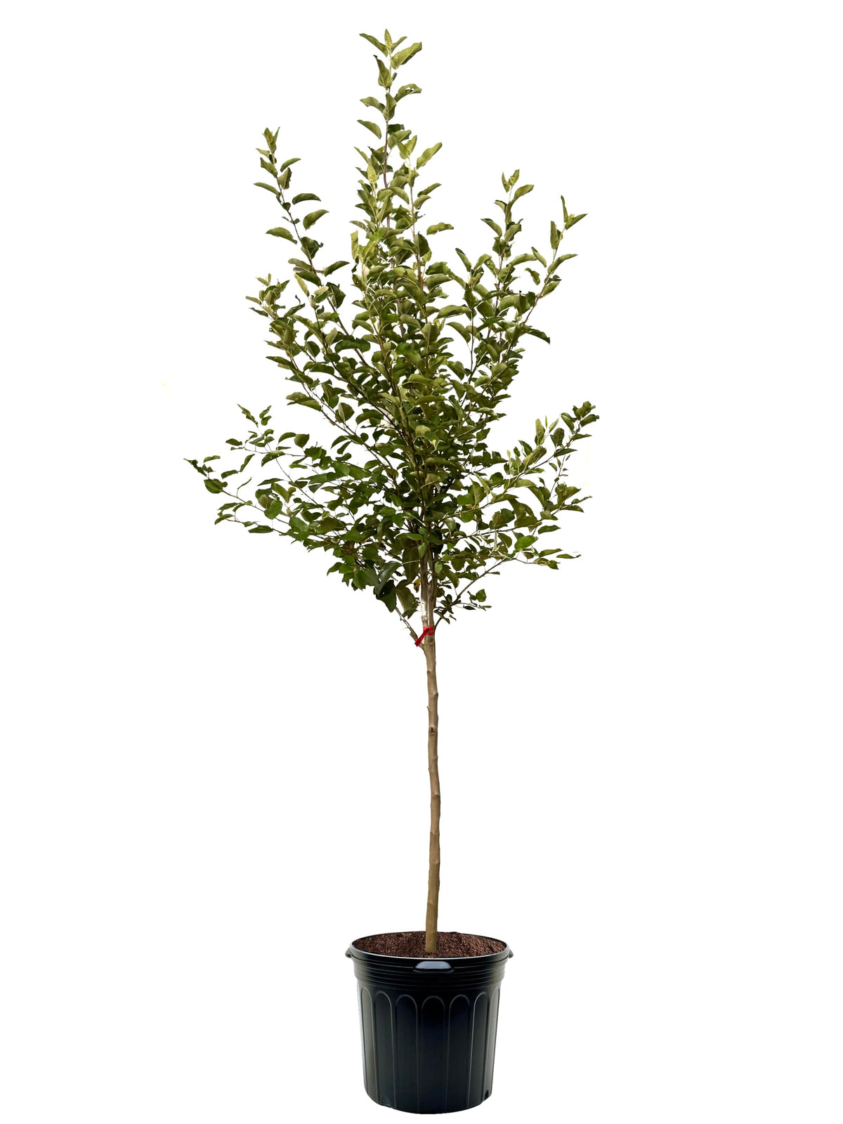 American Plant Exchange Apple Tree 'Pink Lady' – Live Fruit-Bearing Plant, 7-Gallon Pot, Cold-Hardy, for Home Orchards, Backyard Gardens & Edible Landscapes