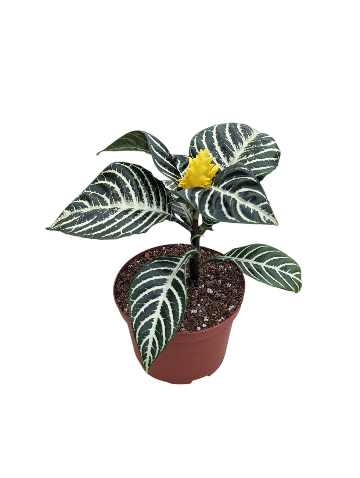Snow White Zebra Plant, Live Aphelandra Exotic House Plant in 6 Inch Pot, Striped Dark Green and White Leaves with Yellow Flower