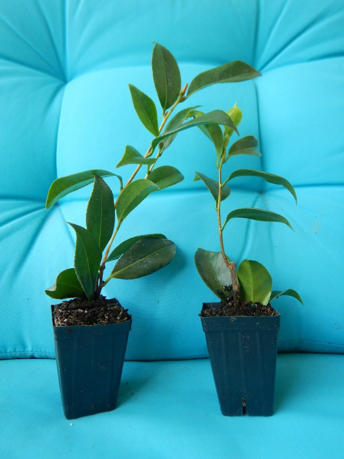 Live Plant - Mine-NO-Yuki Camellia Japonica-Live Starter Plant-Beautiful Ruffled Petals!