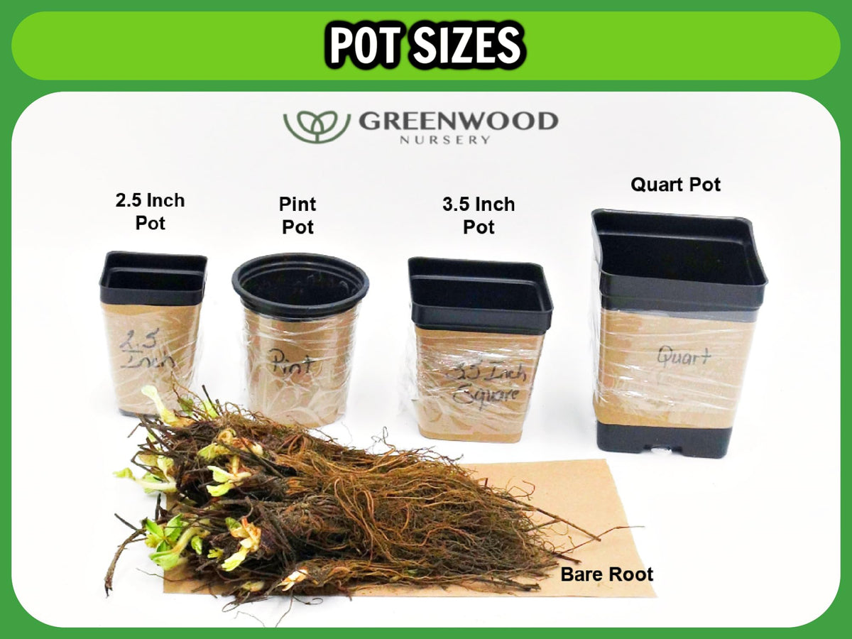 Greenwood Nursery: Live Perennial Plants - 'Homestead Purple' + Verbena Canadensis - [Qty: 2X Pint Pots] - (Click for Other Available Plants/Quantities)