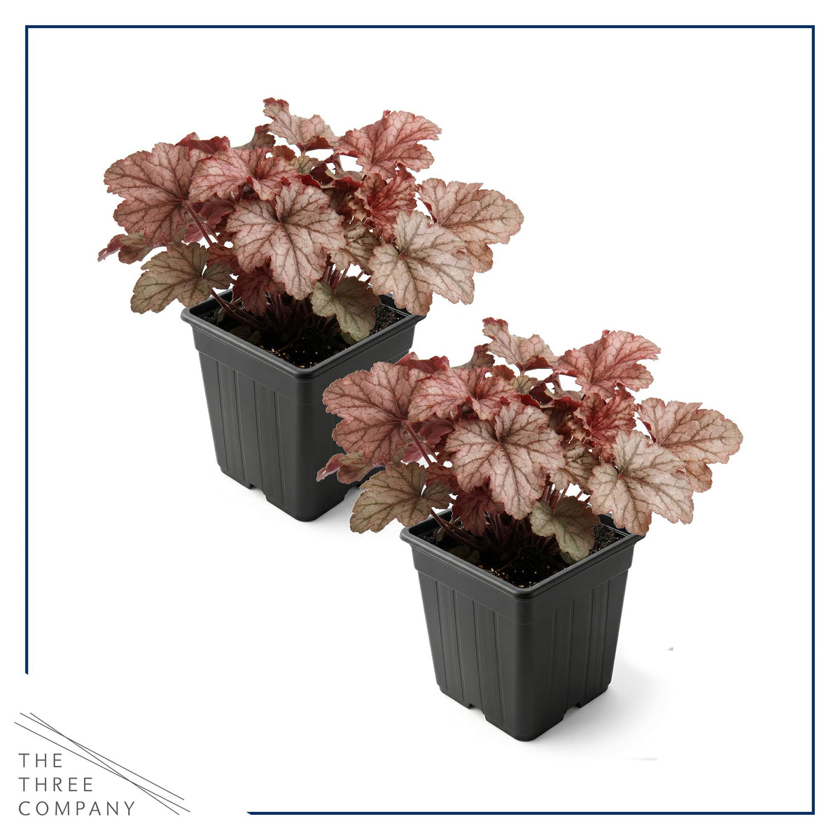 Live Heuchera Coral Bells 2-Pack – Peach Parfait – Shade Perennial Foliage Plant, 10” Tall, 1 Qt Pot