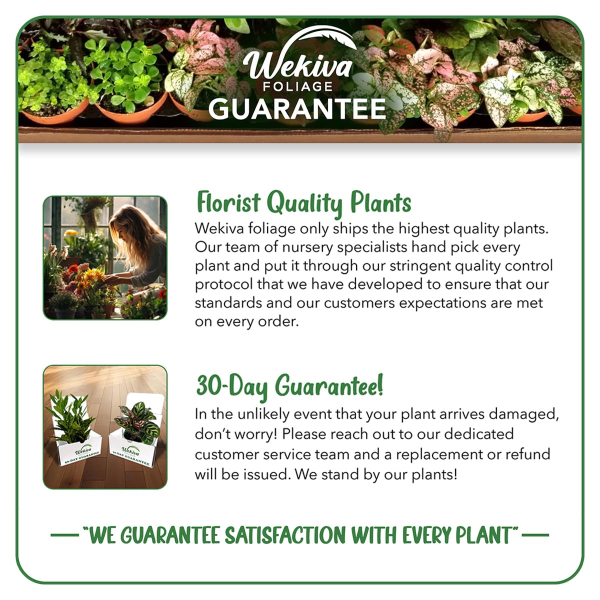 Zebra Basket Vine - 2 Live Starter Plants in 2 Inch Growers Pots - Aeschynanthus Longicaulis - Decorative Trailing Foliage Easy Care Tropical Houseplant