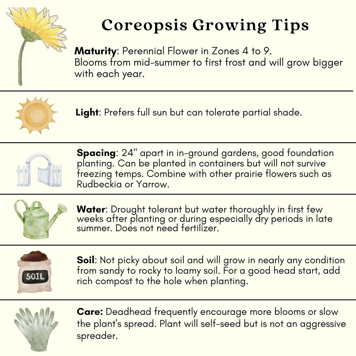 Clovers Garden Coreopsis Moonbeam (Tickseed) Plants – Two (2) Live Plants – Non-GMO - Not Seeds - Each 4" to 8" Tall – in 4" Inch Pots – Hardy Flowering Perennial, Pollinator Favorite