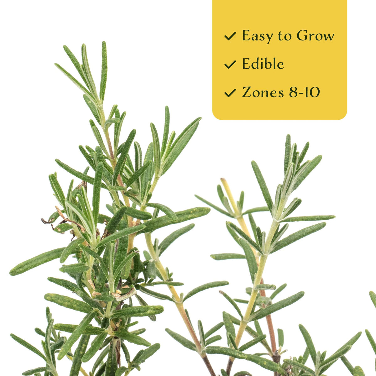 2 Ken Taylor Rosemary in 3.5" Nursery Cubes | Rosmarinus officinalis ‘Ken Taylor’ | Fragrant Evergreen Herb for Cooking, Gardens & Containers | Ready-to-Plant Live Plants