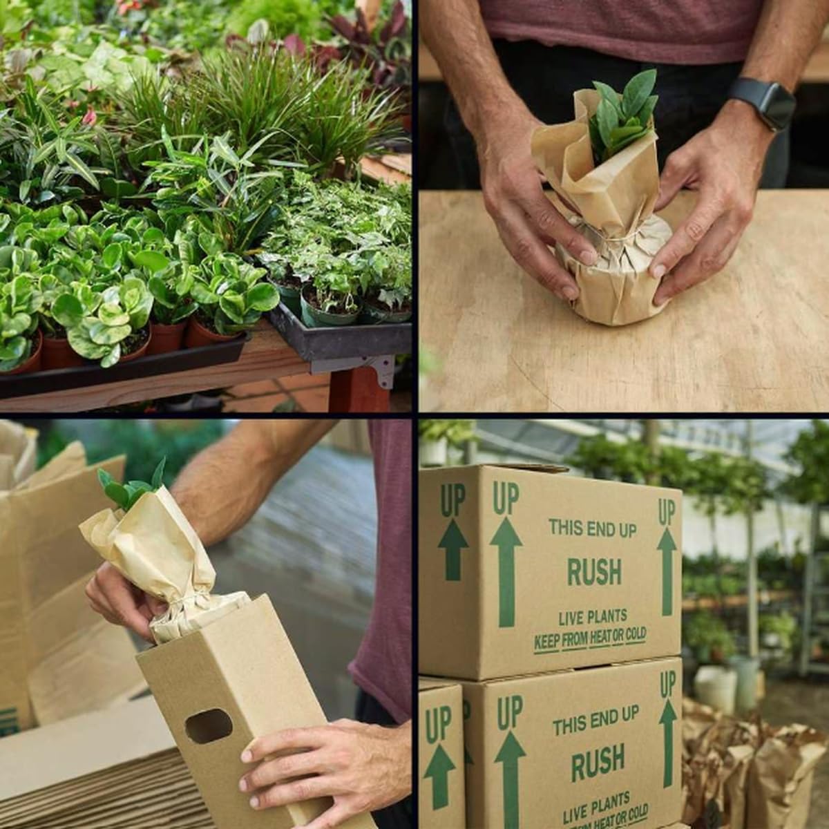 Peperomia Prostrata 'String of Turtles' | Live Plant for Indoor & Outdoor | for Living Room, Office, Bathroom | (4" Pot)