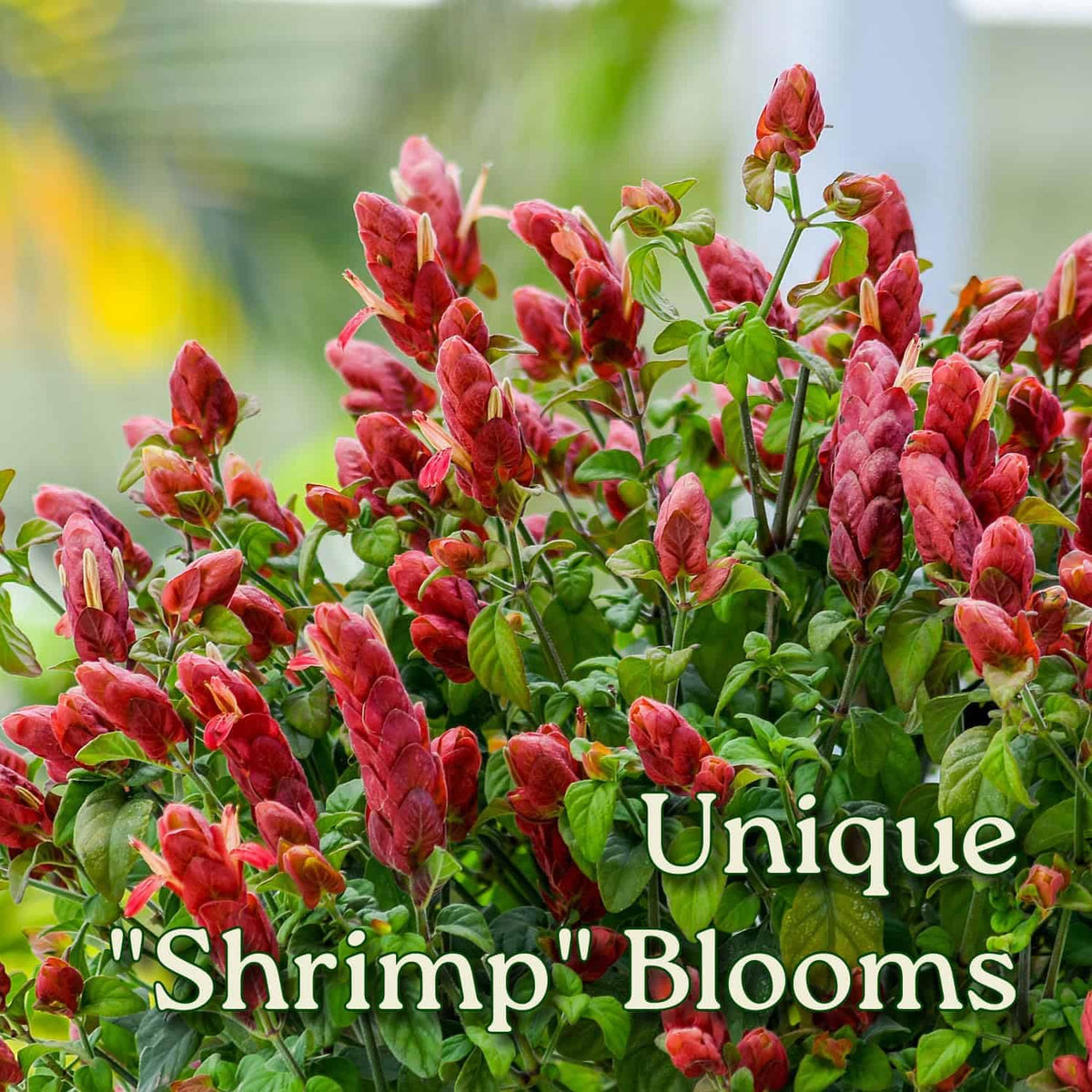 Braided Shrimp Tree - Red Flowers - Overall Height 36" to 42" - Tropical Plants of Florida (Plant Only)