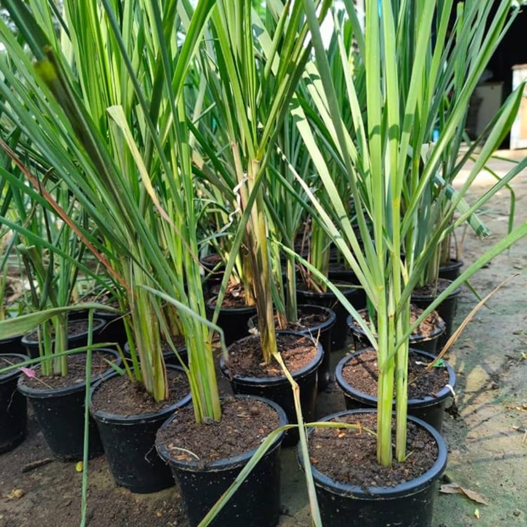 10 Large Lemon Grass Stalks Plants for Outside Live, Bare Root Lemongrass Plants Live Fresh Well-Rooted, Lemongrass Herb Plants, No Pot