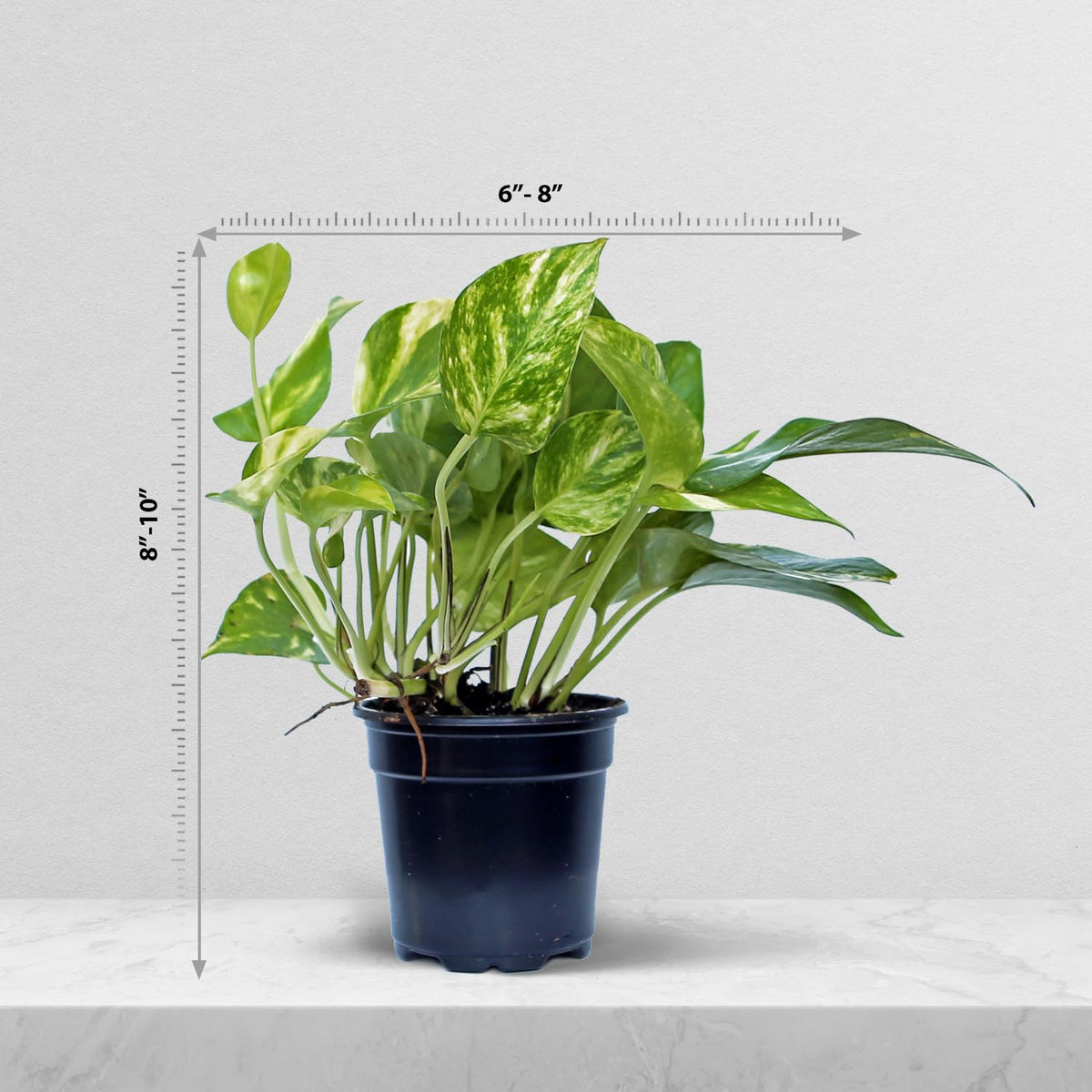 4 Pack Live Golden Pothos, Devil's Ivy Vine, Indoor Trailing Houseplant, Variegated Potted Plant, Sympathy Gift, Live Decor, Birthday Gift, Office Gift, Housewarming Gift in 4" Pot
