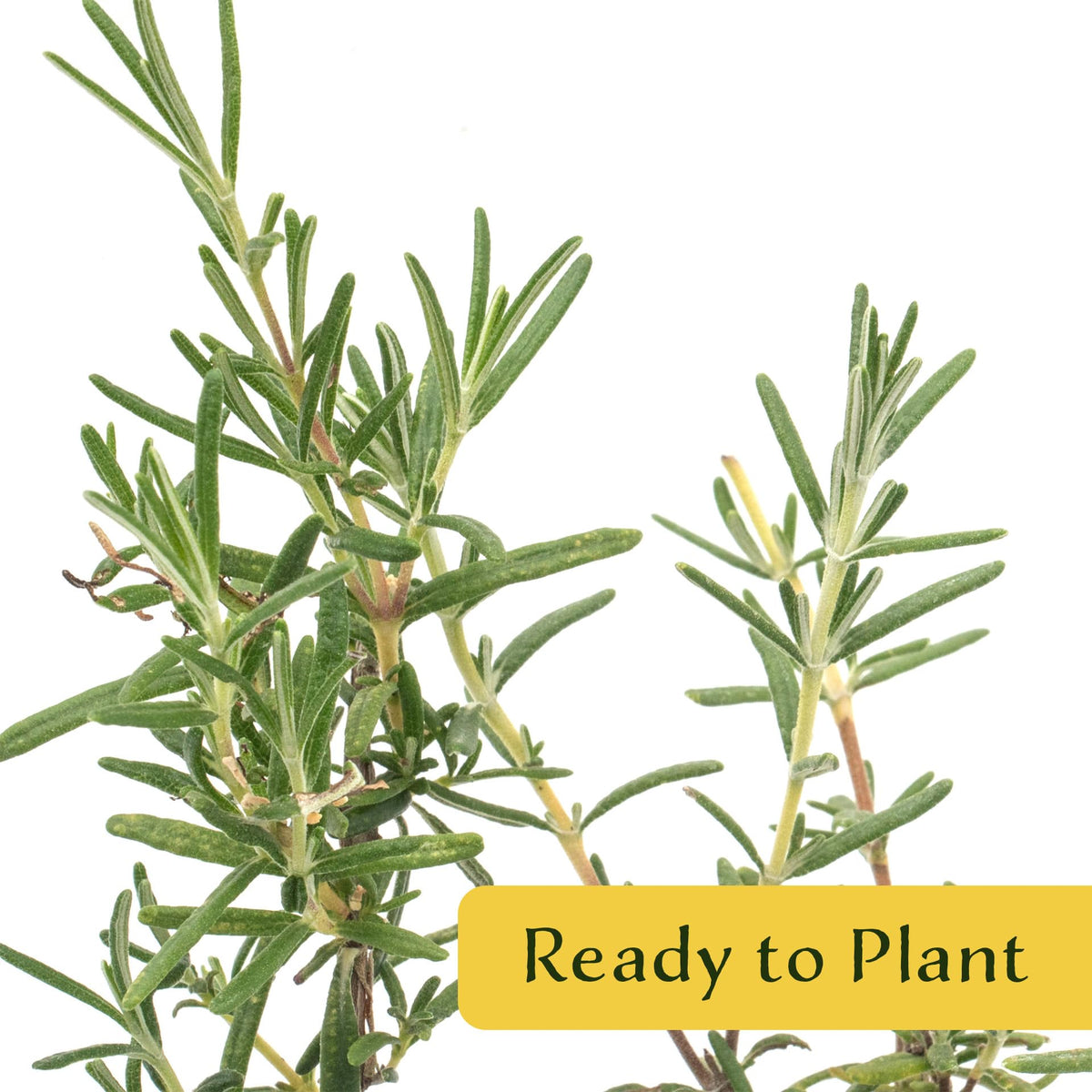 2 Ken Taylor Rosemary in 3.5" Nursery Cubes | Rosmarinus officinalis ‘Ken Taylor’ | Fragrant Evergreen Herb for Cooking, Gardens & Containers | Ready-to-Plant Live Plants