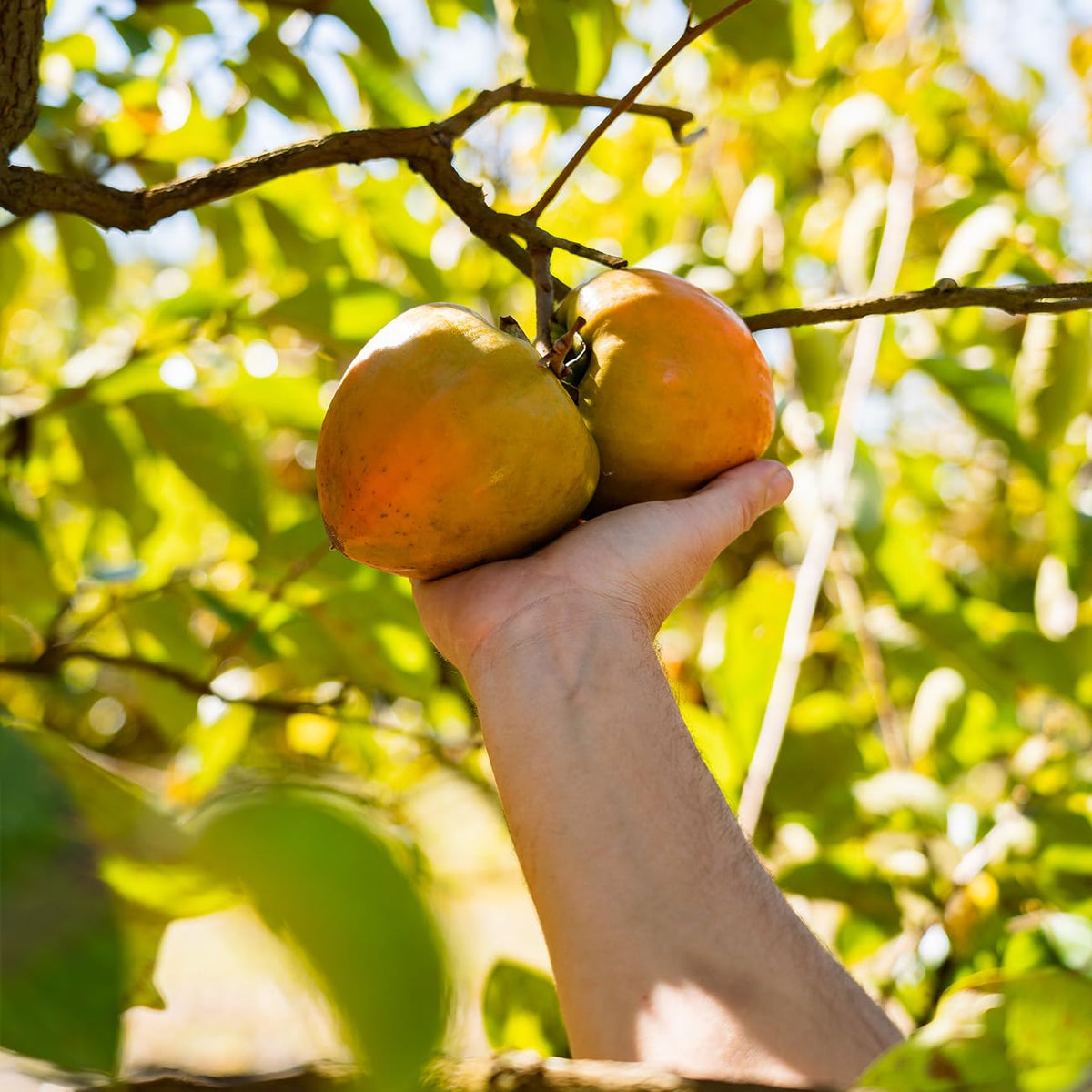 Perfect Plants Tanenashi Persimmon Tree 3 Gallon | Live Fruit Tree for Gardens | Sweet Edible Fruit