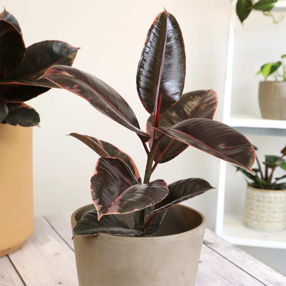 Variegated Ficus 'Ruby' Rubber Plant in 6" Grower Pot, Real Houseplants for Home or Office, Easy to Grow Live Houseplants by Plants for Pets